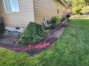 Prep to line out the new curbing for separating shrubs and lawn